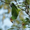 Amazonan belocely - Amazona albifrons - White-fronted Amazon Parrot 3676